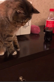 猫咪:铲屎官,你在挑战我的忍耐限度吗,这猫堪称桌面清理大师啊