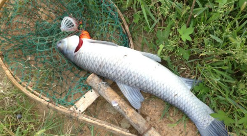 夏季野钓大青鱼,在整个作钓过程中,需注意的细节问题