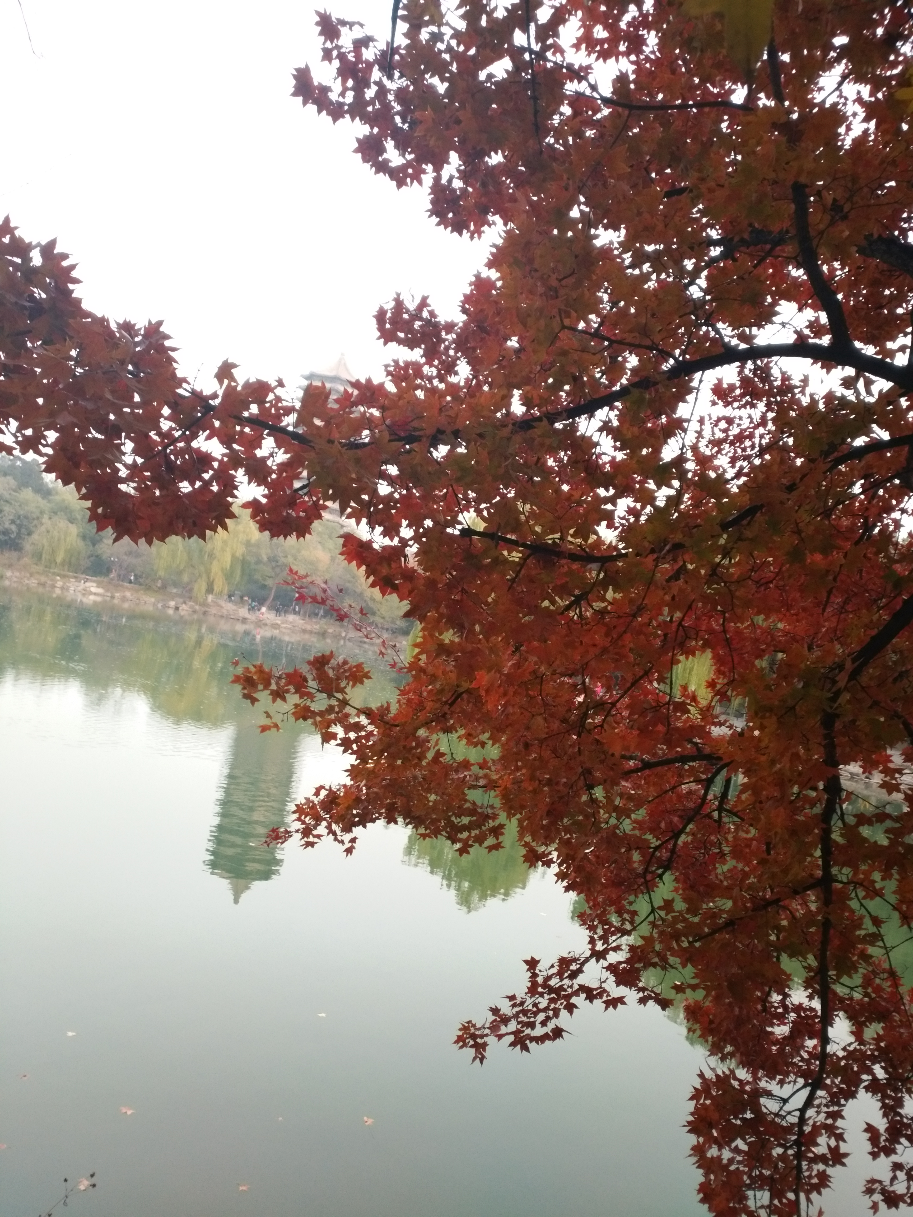 凤凰栖与梧桐,良禽择木而栖