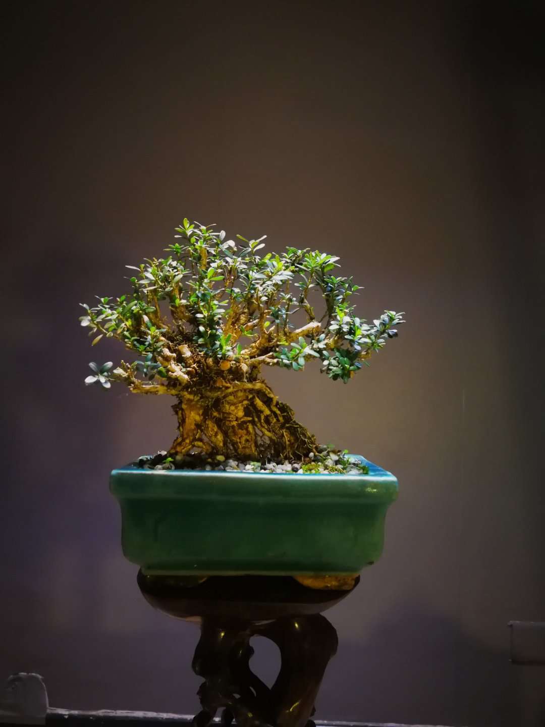 农村小哥阳台上的黄杨老桩盆栽,真是一道靓丽的风景!