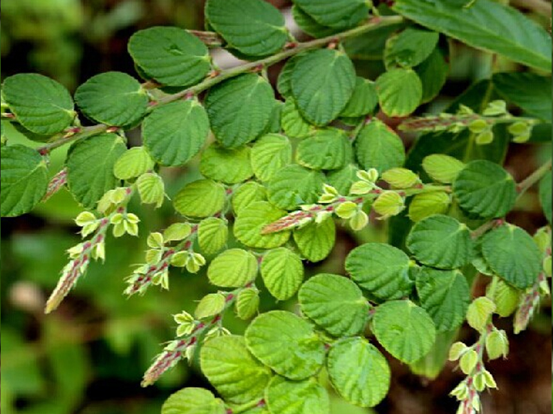 草- 热门商品专区