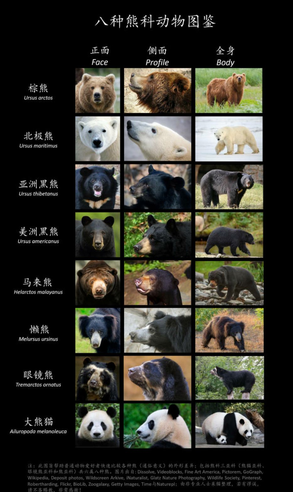 每个国家动物代表图图片