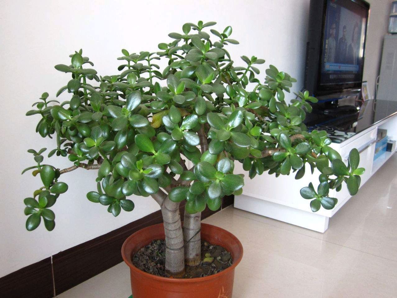 玉树要想成为优美盆景,要这样修剪造型!