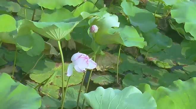 [图]超级好听！雨露一首情歌《思念如风》好听醉了，越听越喜欢！