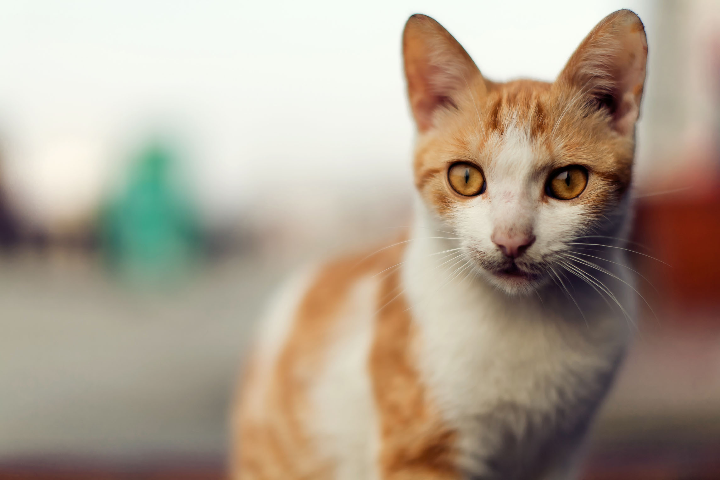 世纪难题:大猫小猫到底哪个好喂养呢?