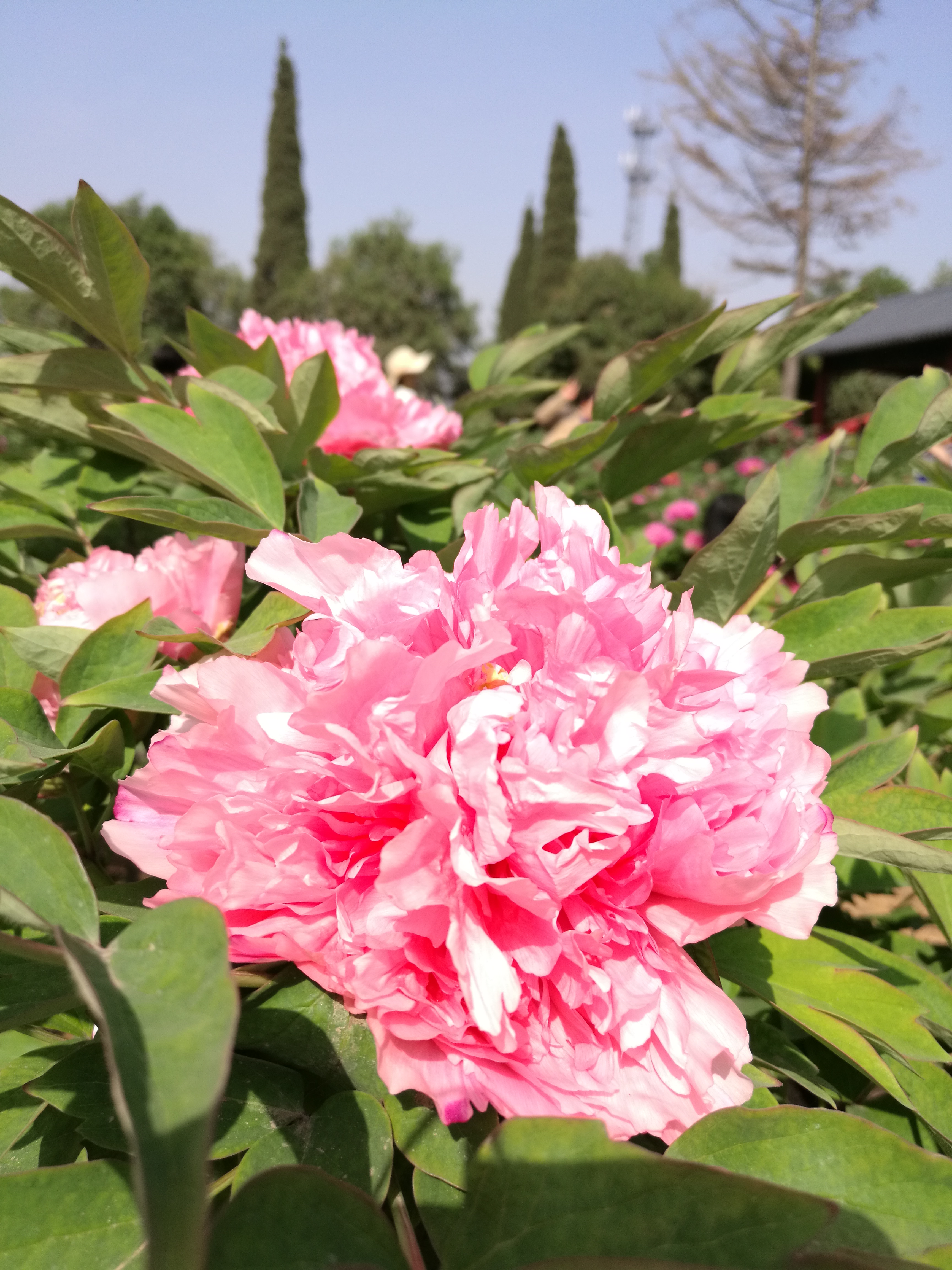 最美牡丹花,最润古都城