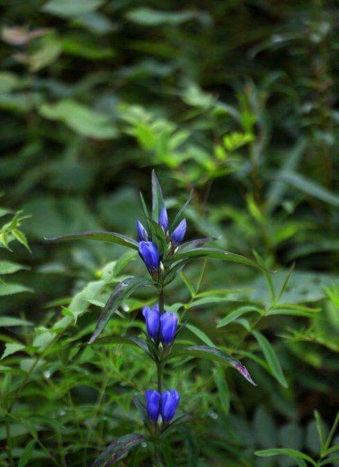 清热燥湿,泻肝胆火的"龙胆"是龙的胆吗?