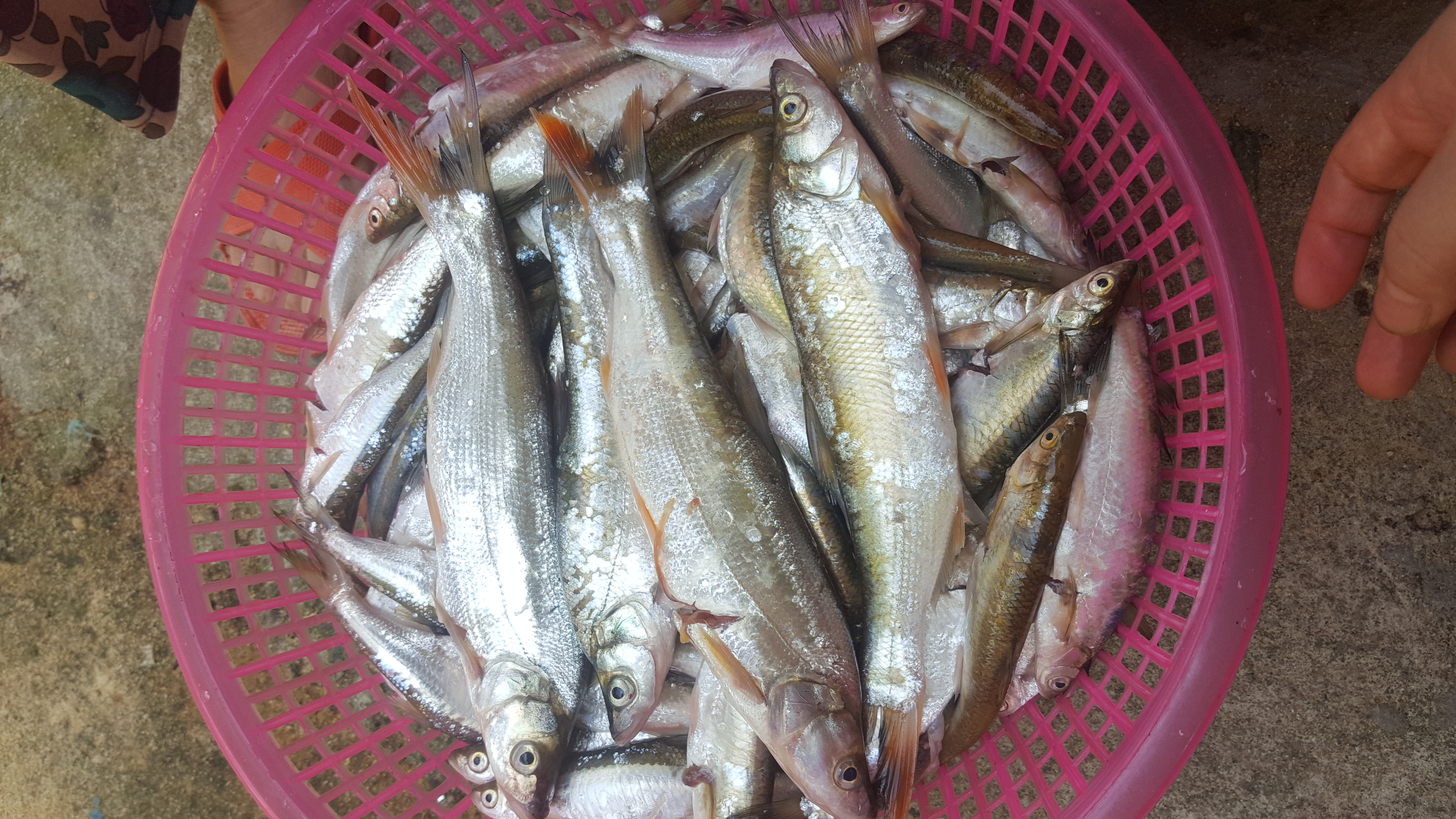 这种野生的黄尾鱼,无论怎么做都好吃