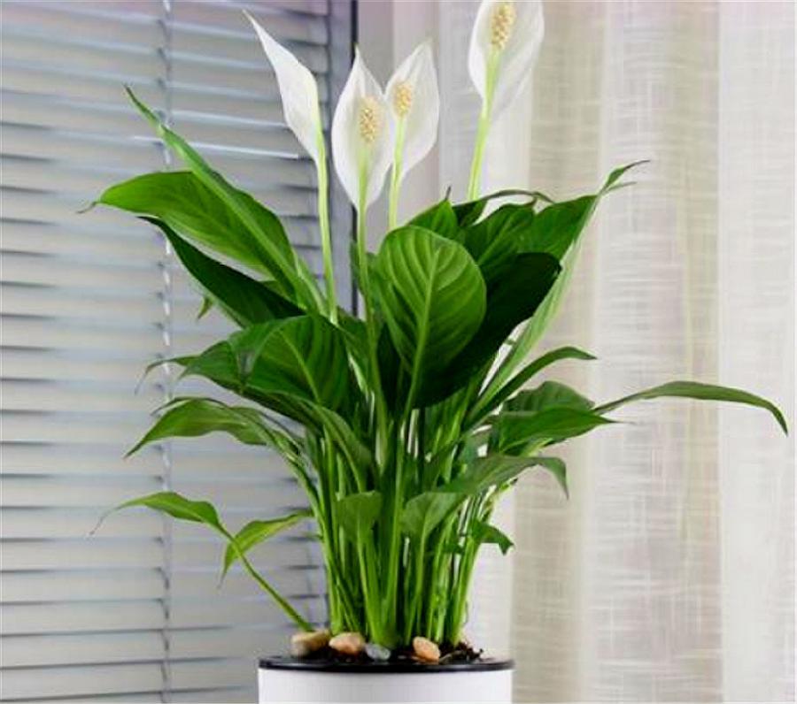 家庭养白掌,从"3个细节"着手,个头蹭蹭长,花朵洁白叶子绿