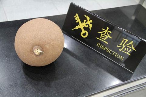 "拱北海关首次查获"世界上最危险的水果"——炮弹果"