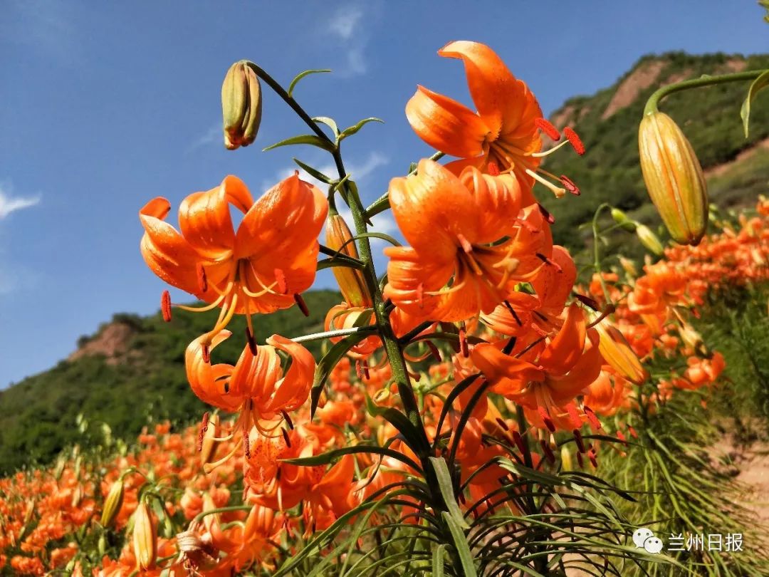 兰州百合植株图片图片