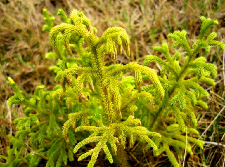 这种草可通经活络,治刀伤烫伤!南方常见,观赏价值高,见过吗?