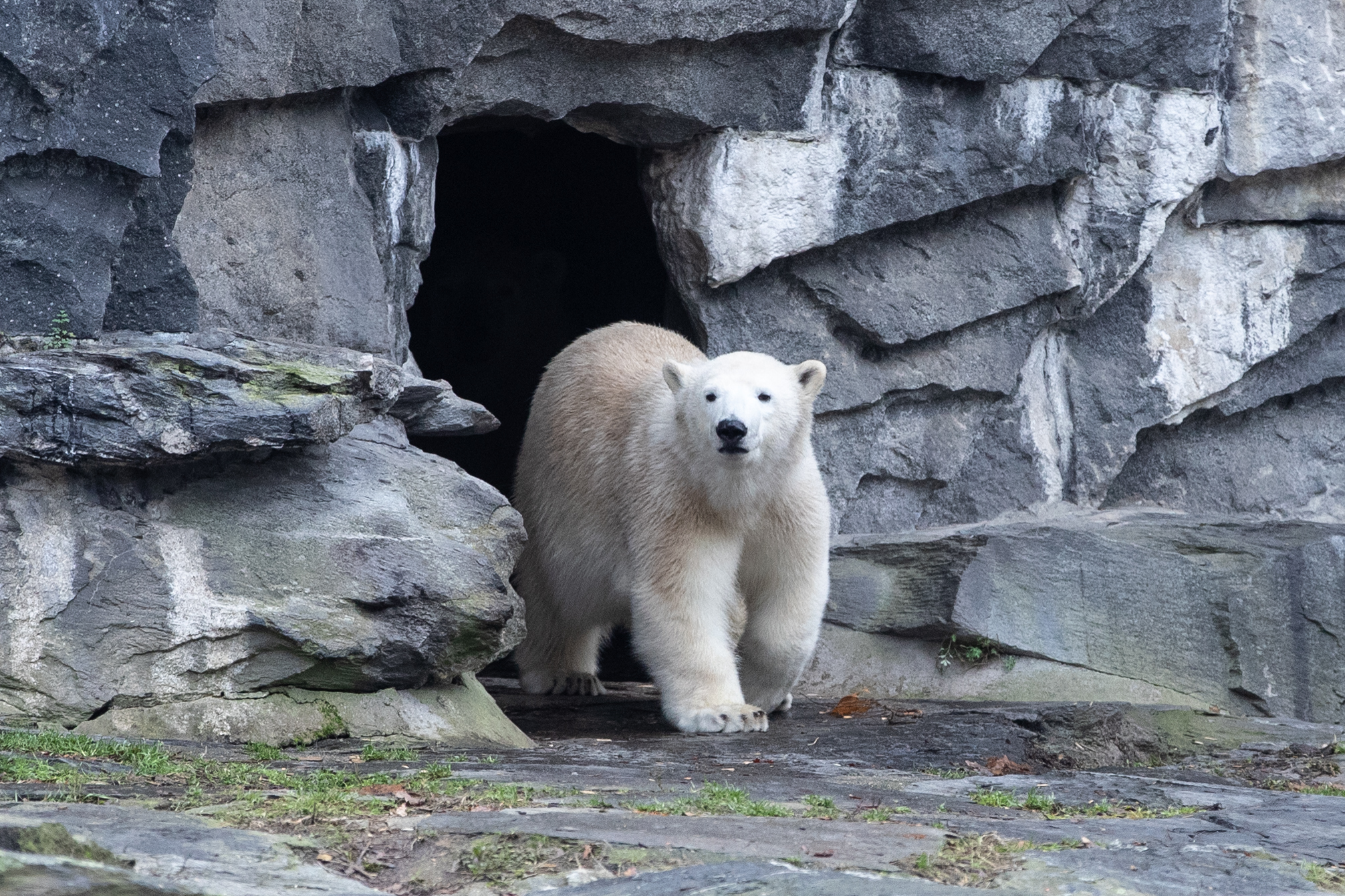柏林动物园的北极熊