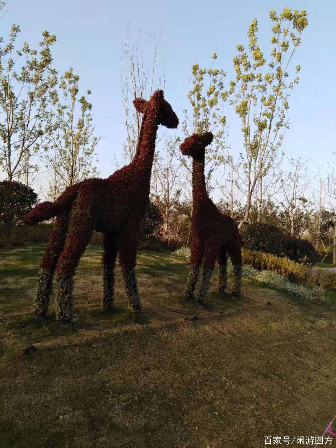 濟寧鳳凰臺植物公園開園,市民又添一處旅遊休閒景區