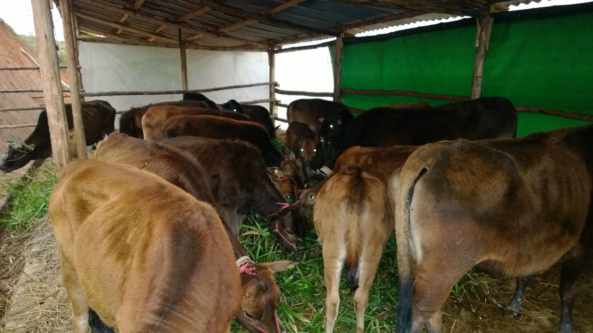 脖农村养牛主要是为了种地,但也为了赚钱,而一头牛对一个农民家庭来说