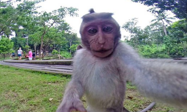 食人猴恐怖图片