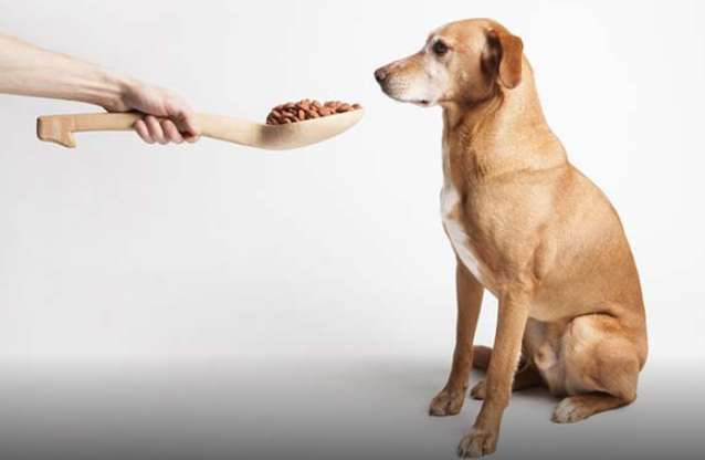 四个充分的理由,可以将人类食物喂给狗吃!