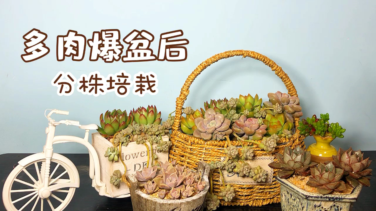 爆盆后得丸叶姬秋丽分株栽种,用来点缀其它多肉盆栽 安逸得很!