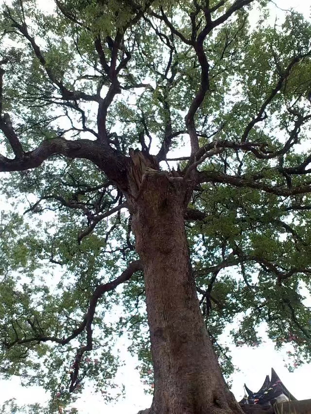 中国最大的樟木树:来自广西岑溪蒙冲