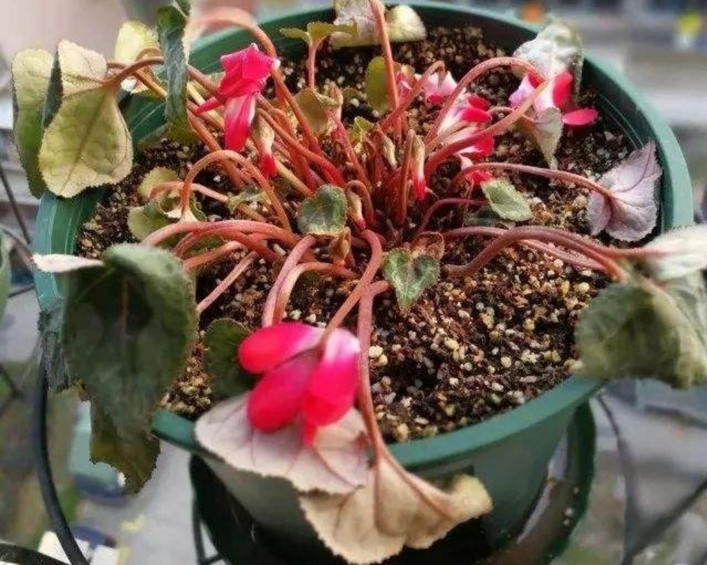 冬天养仙客来,容易犯3个错误,造成花朵,叶子萎焉耸拉