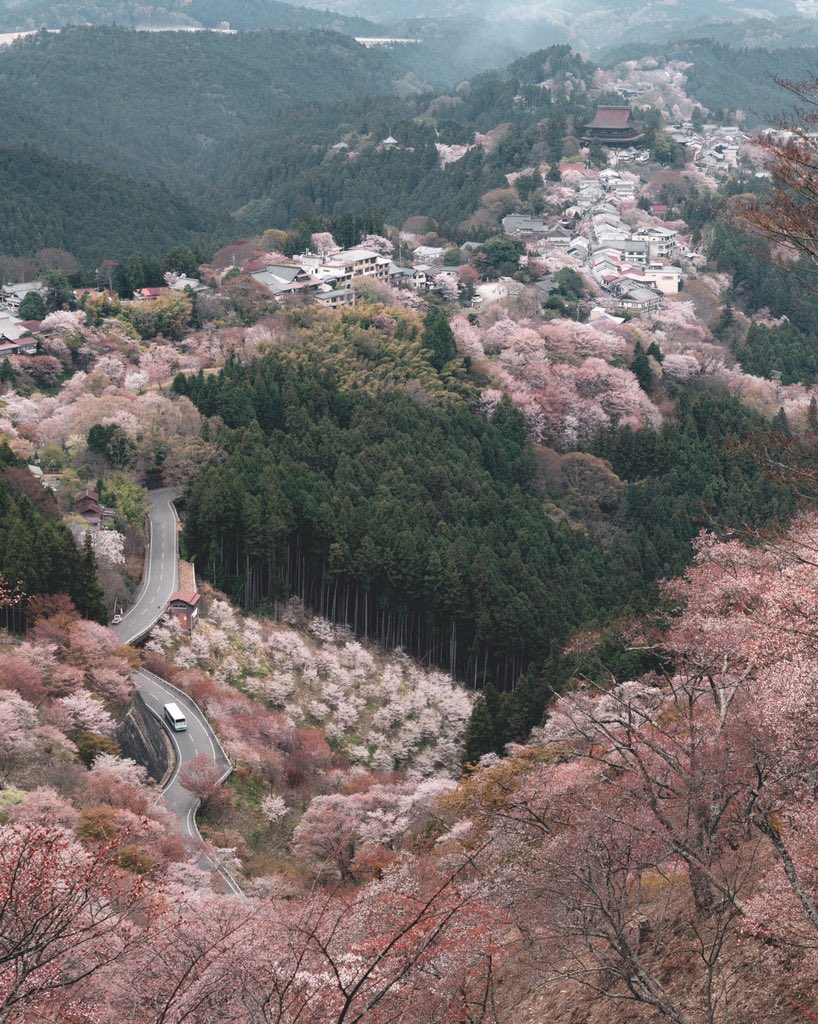 日本人最爱的赏樱花的景点,奈良吉野山