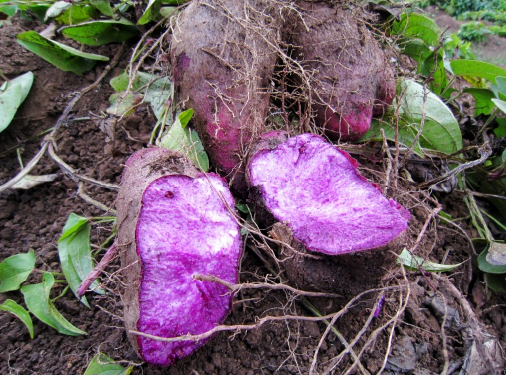 紫- 热门商品专区