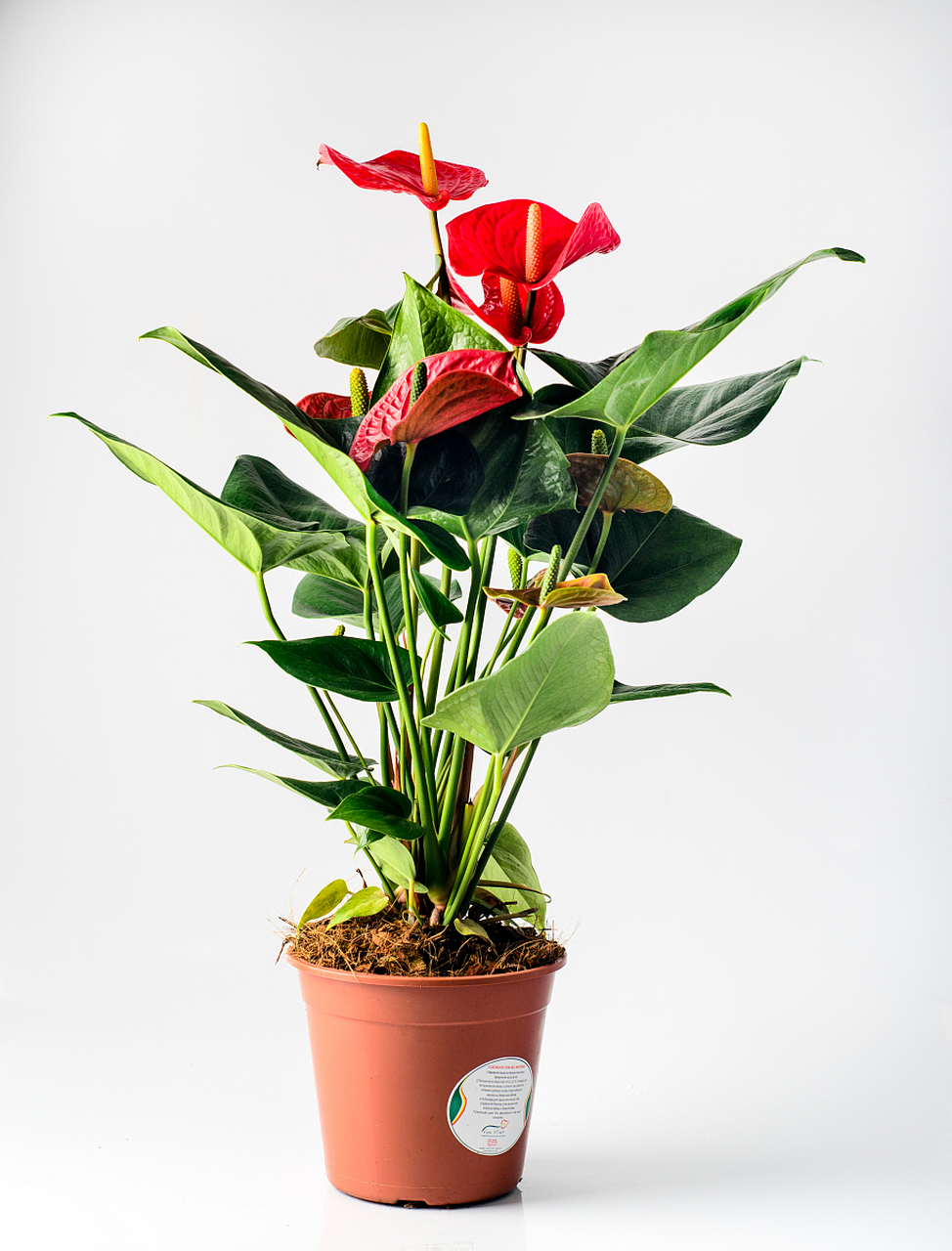 粉掌的养护和注意事项  粉掌是一种常见的室内观叶植物,它具有美丽的