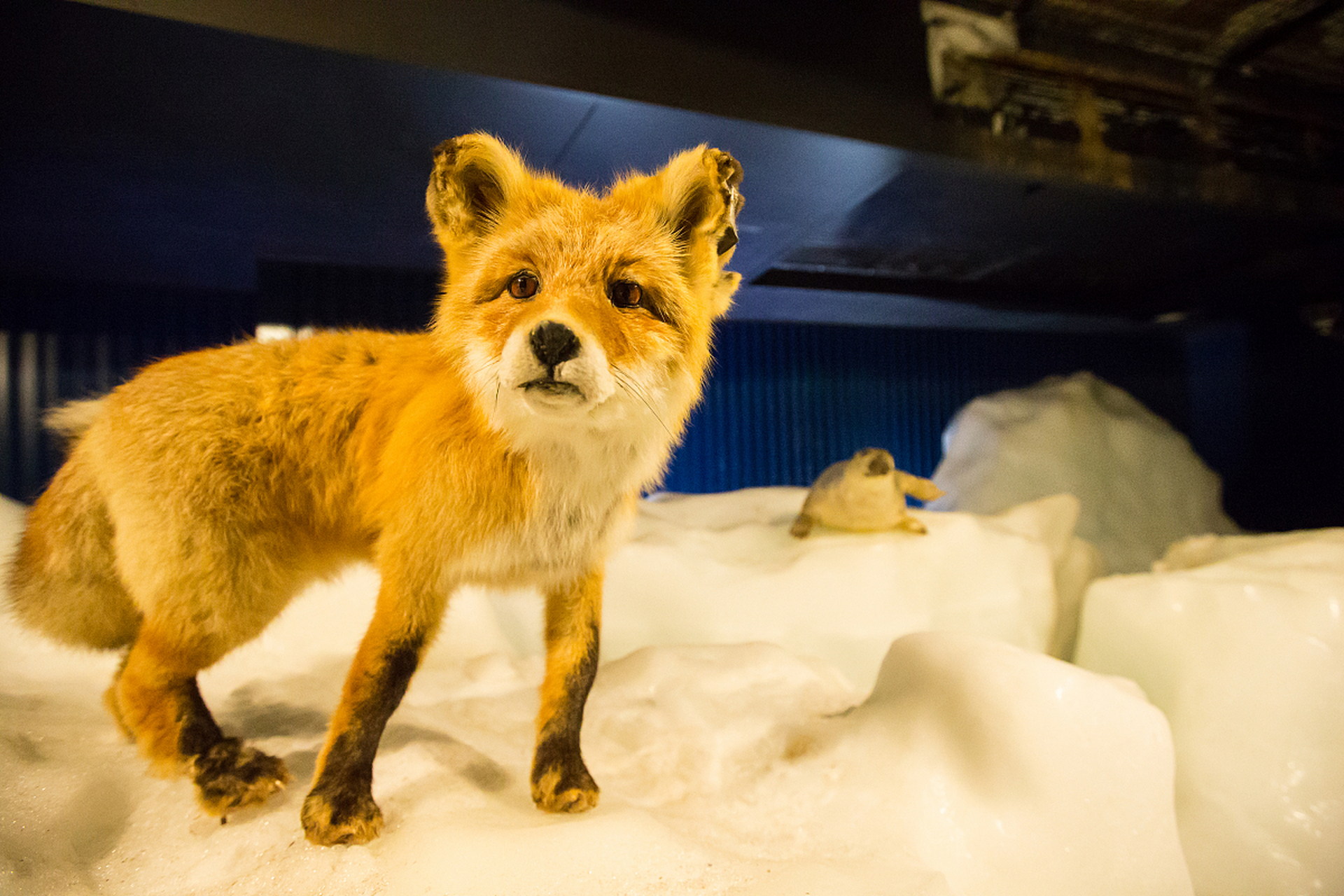 假期vlog大赏#  从前,有一个名叫小白的狐狸,他生活在一片美丽的闪种