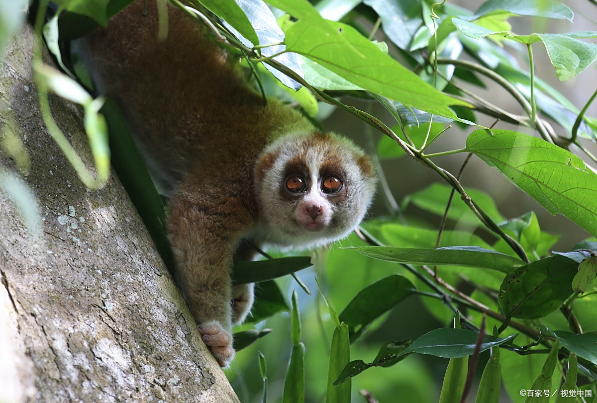 倭蜂猴,我国体型最小的灵长类动物