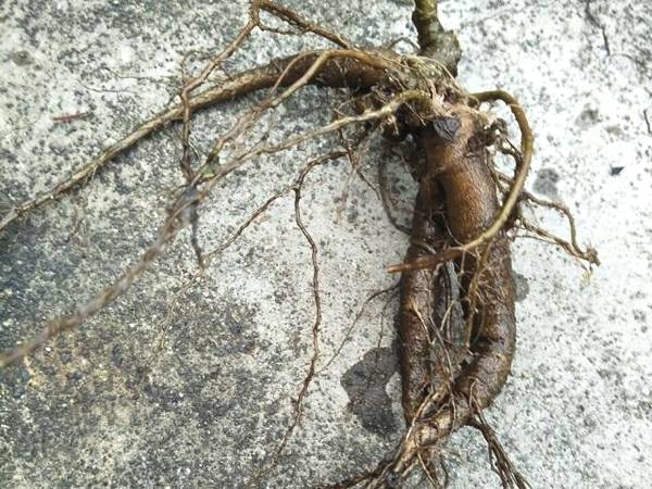 您家有种植过栌兰吗?一起来交流评论下吧.