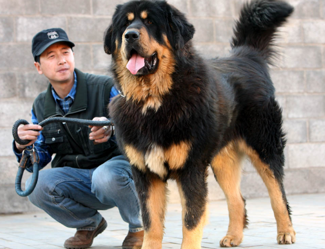 世界上军犬种类繁多,藏獒那么凶狠,为什么不让它做军犬?