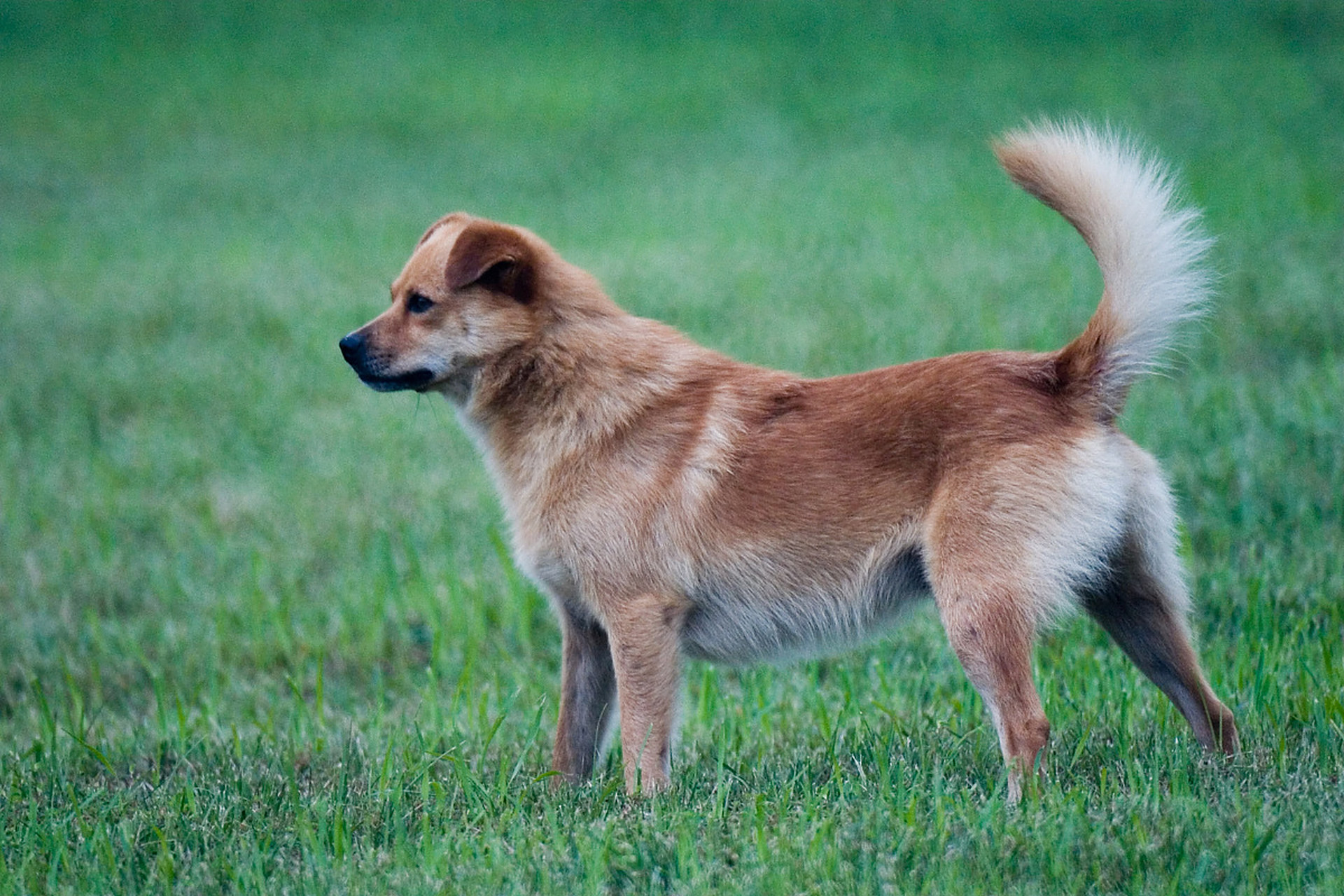 记得小时候14岁左右时,我养的一只小型中华田园犬,还曾让我捡到了一