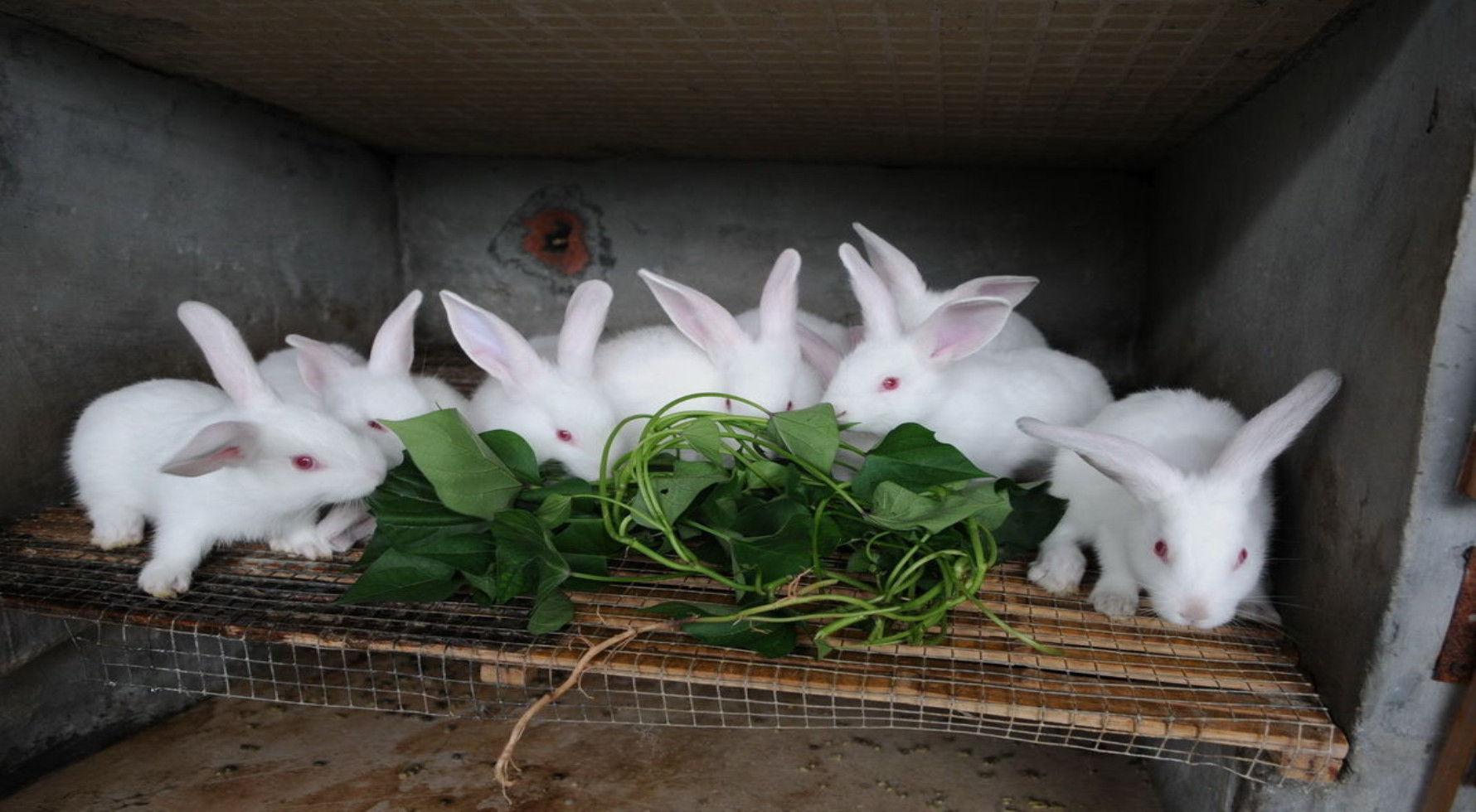 农业养殖:养兔场,兔舍的注意事项