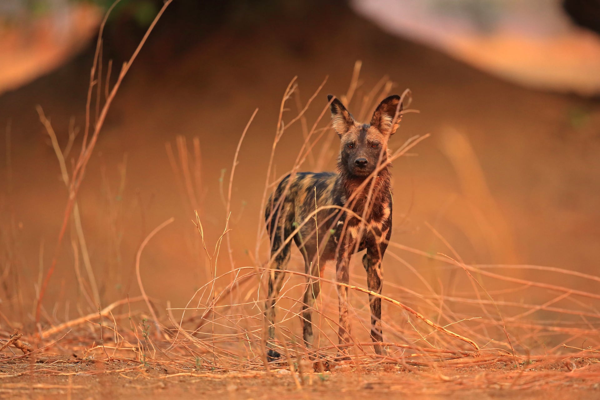 马纳波尔斯】马纳波尔斯国家公园内,一只准备独自狩猎的非洲野犬