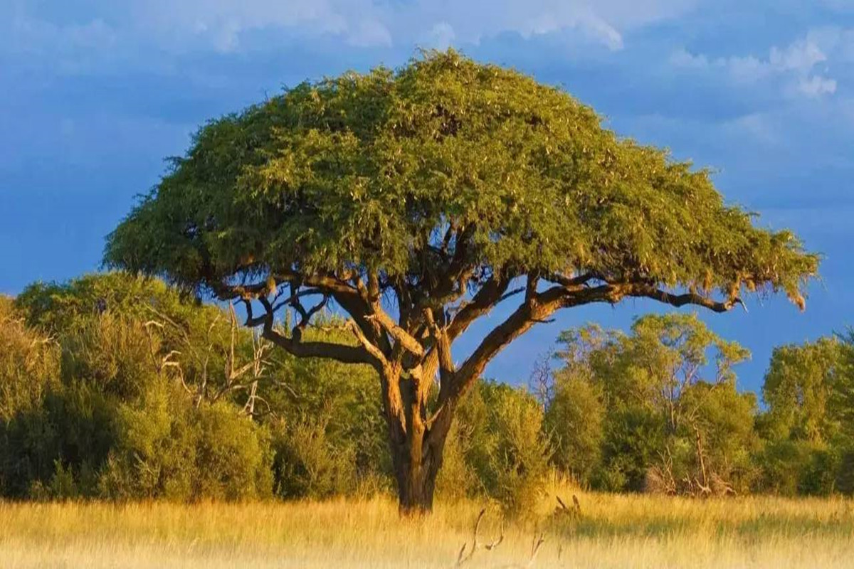 澳大利亚金合欢树图片图片