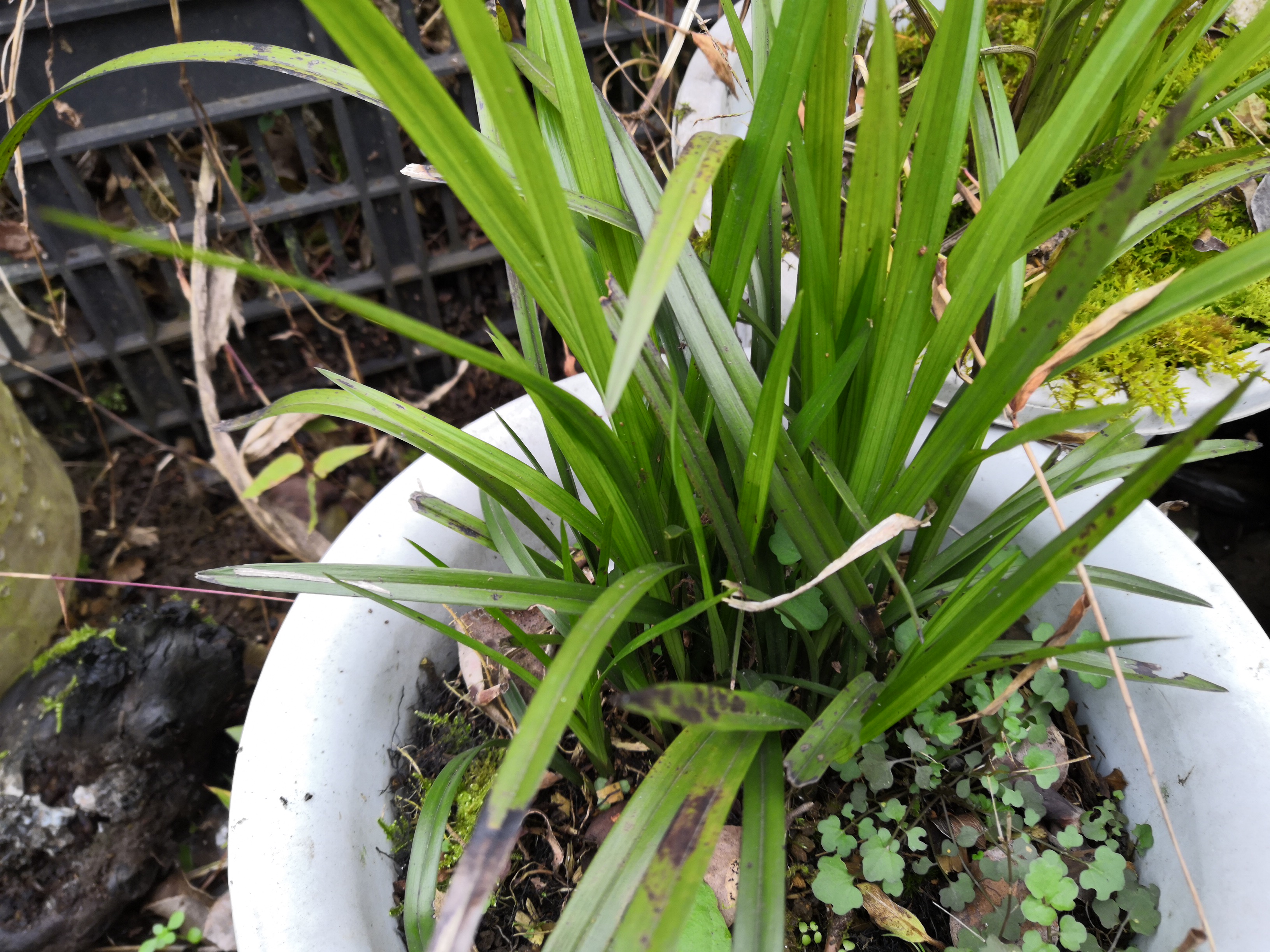 兰花叶尖发黑怎么办?四种原因四种办法,兰花叶片绿如油