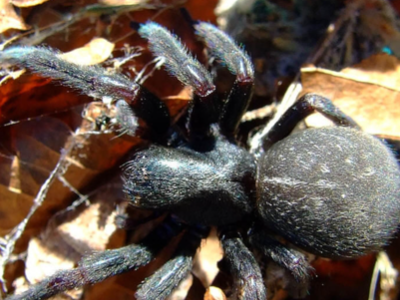澳大利亚漏斗形蜘蛛.生活在澳大利亚悉尼市近郊.