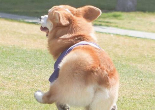 你肯定不知道腿最短的狗狗是什么吧?短的让人受不了