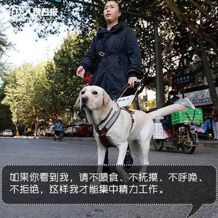 合肥導盲犬和主人乘坐交通工具遭拒載,我勸你們善良!