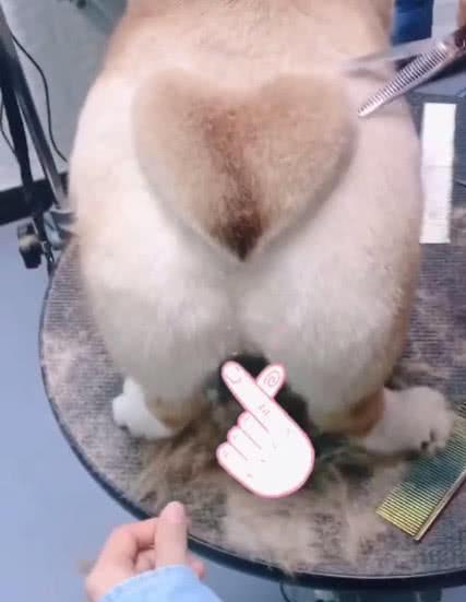 主人给柯基剃毛,看到柯基的屁股网友都懵了,有大事要发生!