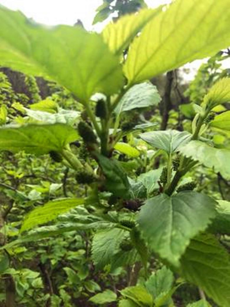 农村称为"神仙叶",霜降后采收制茶,能喝茶喝,用处可不少