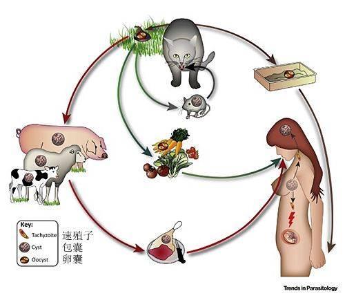 猫咪弓形虫病很可怕?做到这些 轻松预防