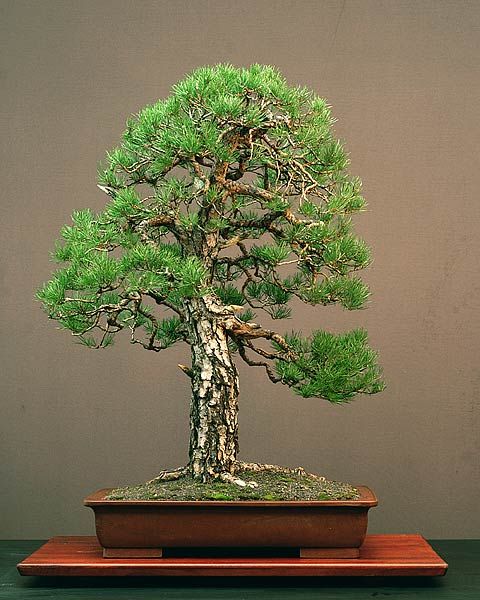 小小的盆景就像是一棵参天大树,小小中见大.