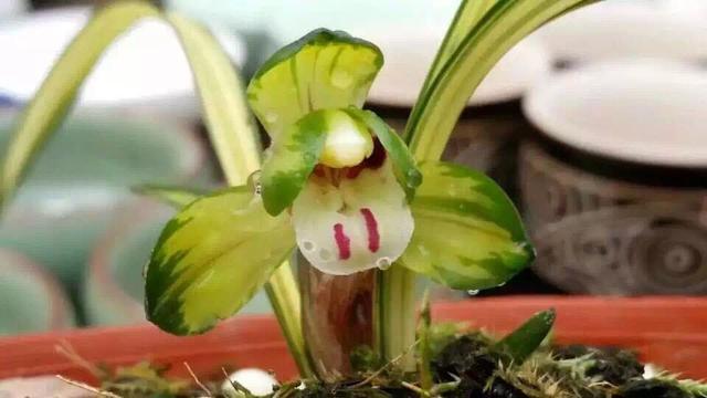 春兰中叶艺最高端的品种——富贵阳光