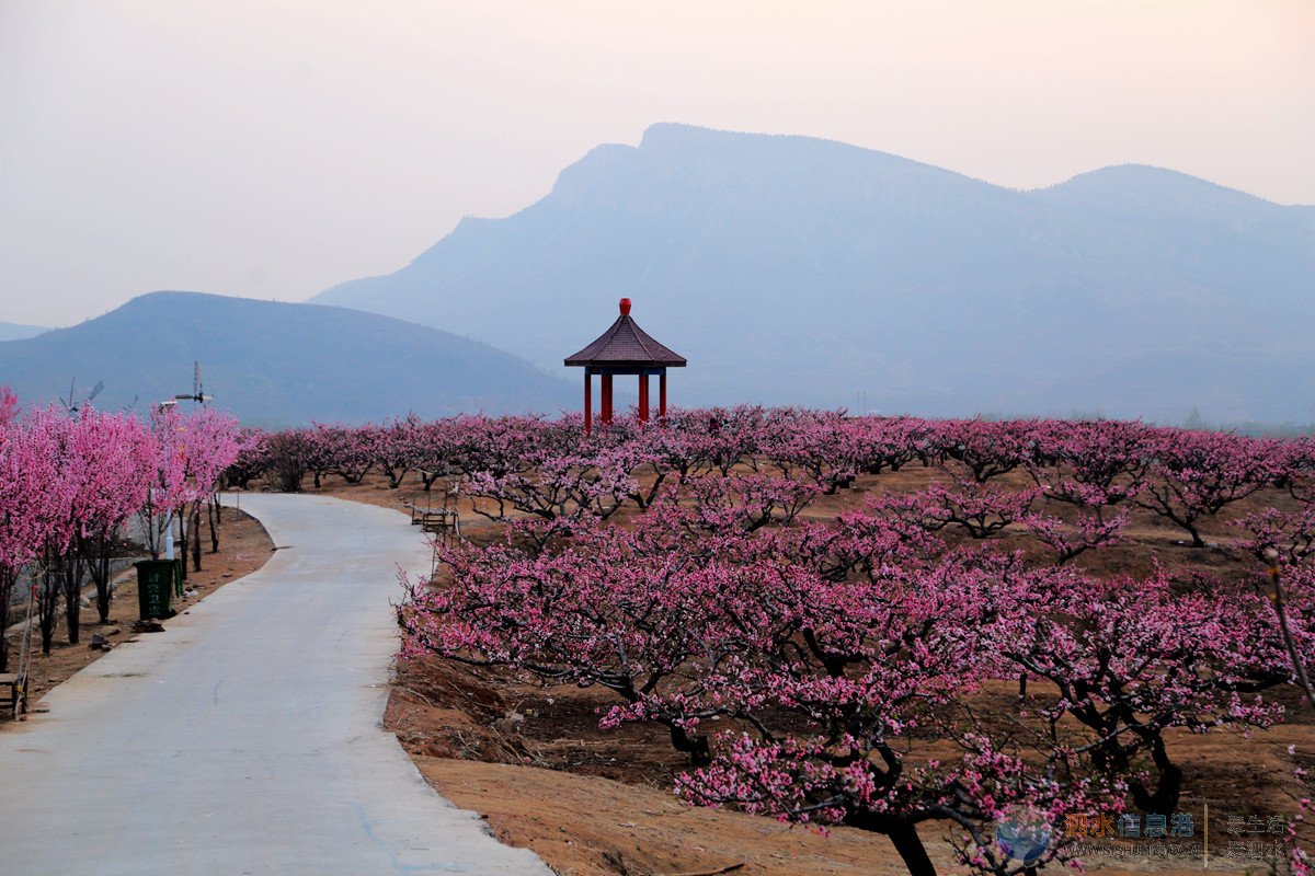 泗水桃花节被誉为中国八大桃花节之一,扬名国内外