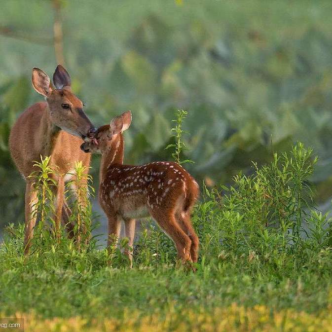 战地:曾经最强的旋风防空车,火力最变态的一个