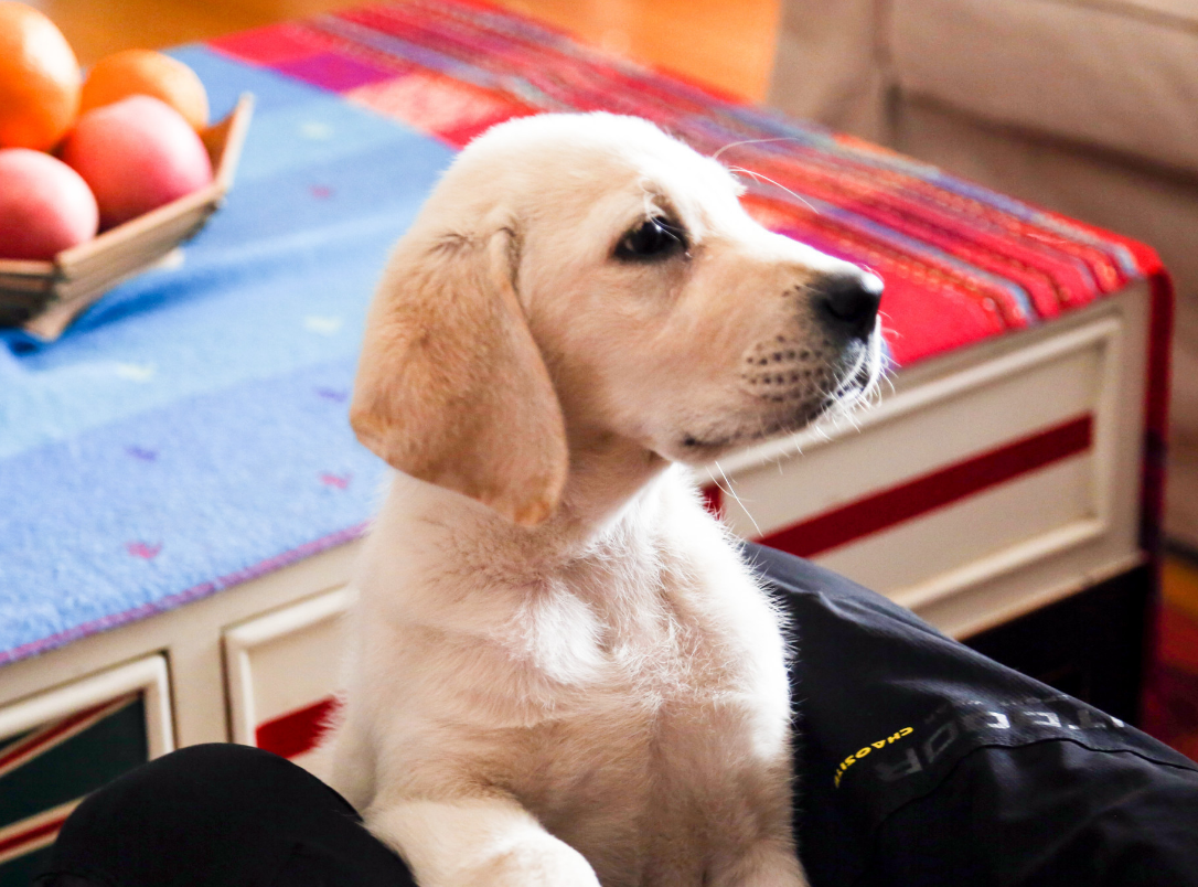 《小狗奶瓶》海报预告双发,于2月2日全国公映