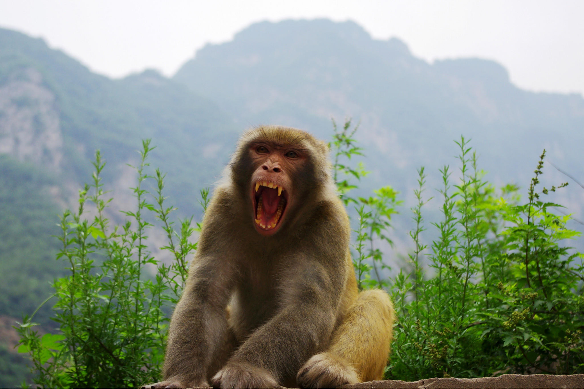 你见过猴子吗?济源五龙口猕猴山等着你,国内外游客慕名前来