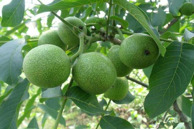 核桃文玩 - 2020年最新商品信息聚合专区 - 百度爱采购