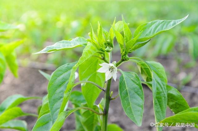 野菜辣椒秧图片